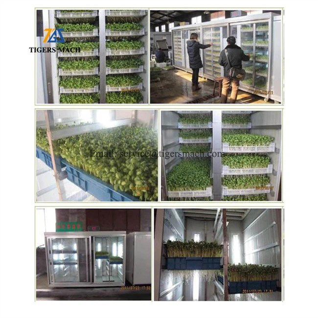 Hydroponic Seed Sprouting Machinery